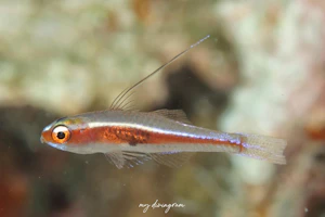 カスリモヨウベニハゼ