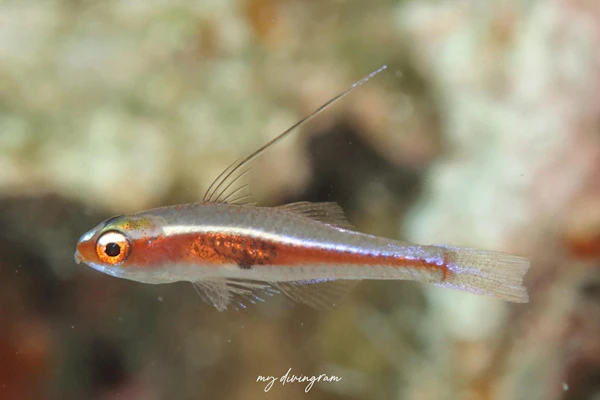 カスリモヨウベニハゼ