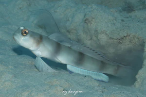 ニュウドウダテハゼ