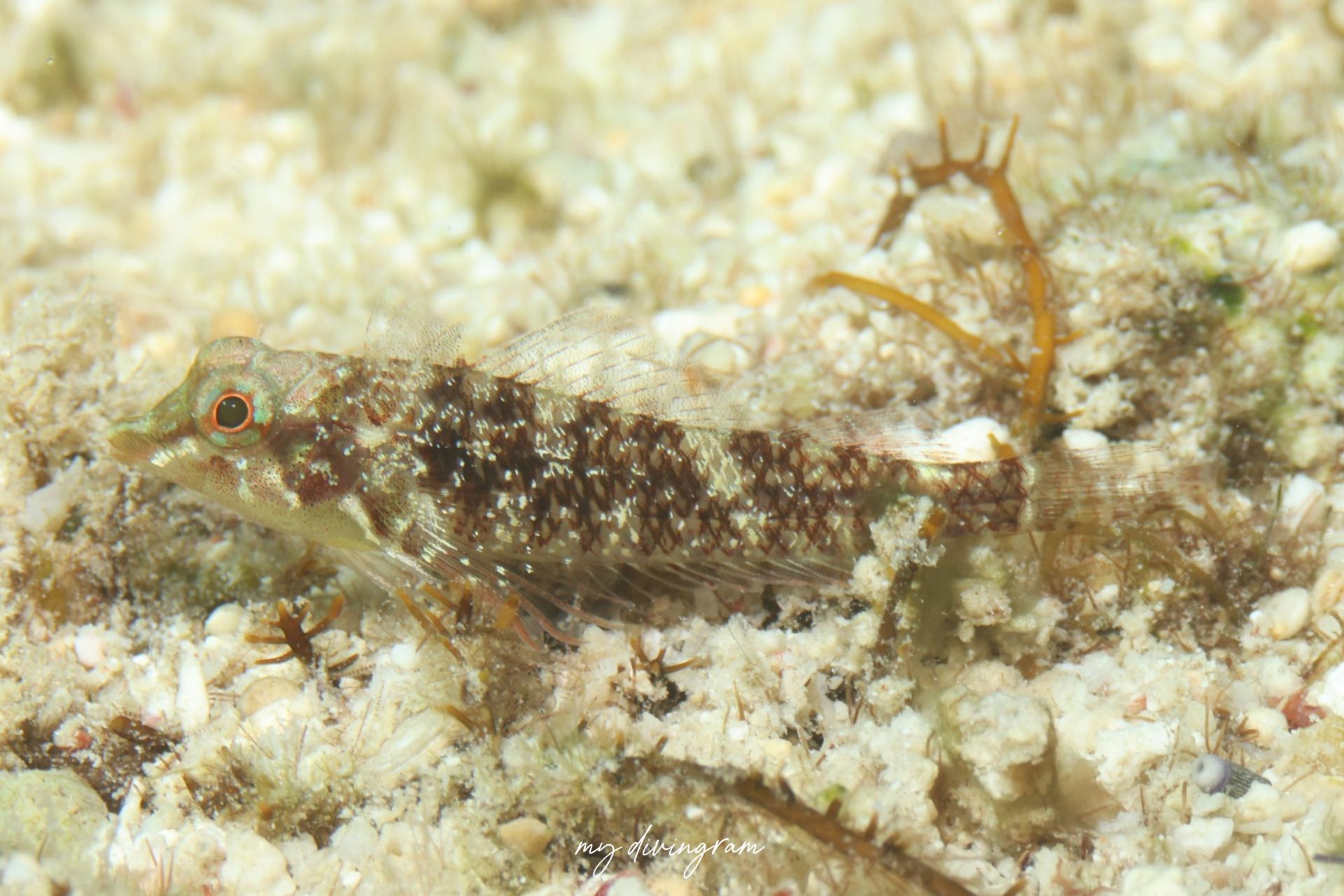 セダカヘビギンポ