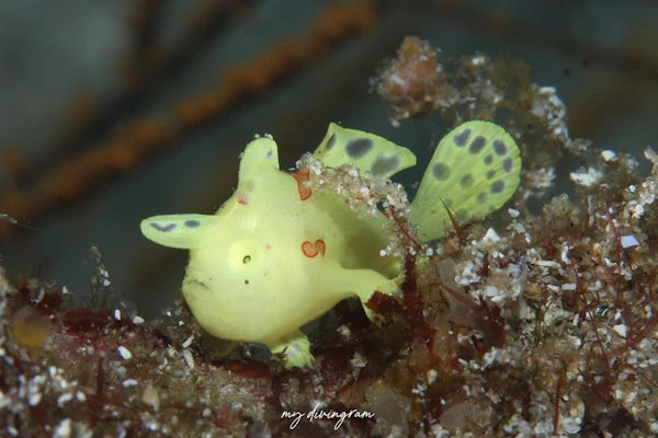 イロカエルアンコウ