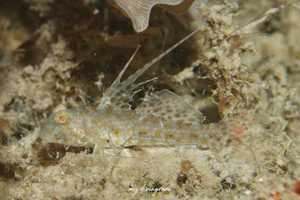 イトヒキインコハゼ