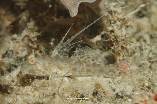 イトヒキインコハゼ