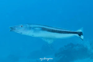 キツネアマダイ