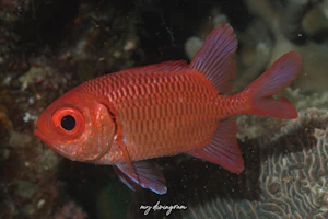 マルマツカサ近似種