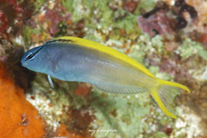 オウゴンニジギンポ