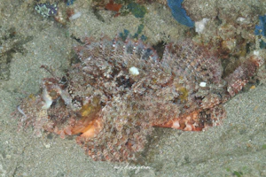 ヒュウガカサゴ