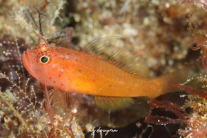 シリウスベニハゼ