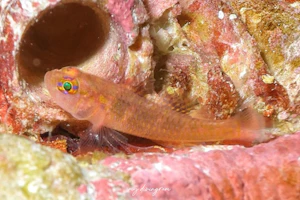 ナガシメベニハゼ