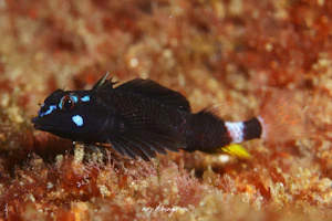 キビレヘビギンポ