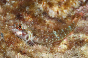 スバルヘビギンポ