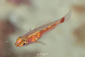 ナーサルバーピグミーゴビー