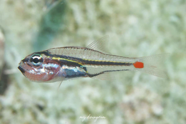 ネオンテンジクダイ