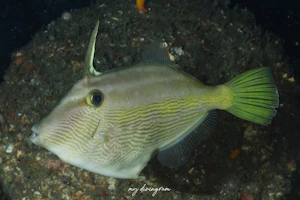 センウマヅラハギ