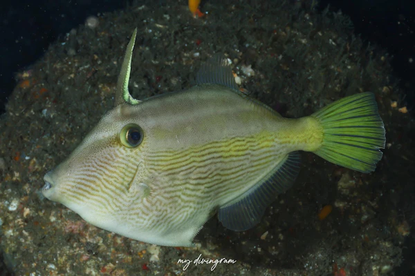 センウマヅラハギ