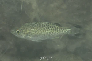 オオクチユゴイ