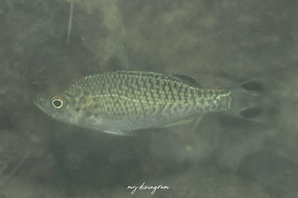 オオクチユゴイ