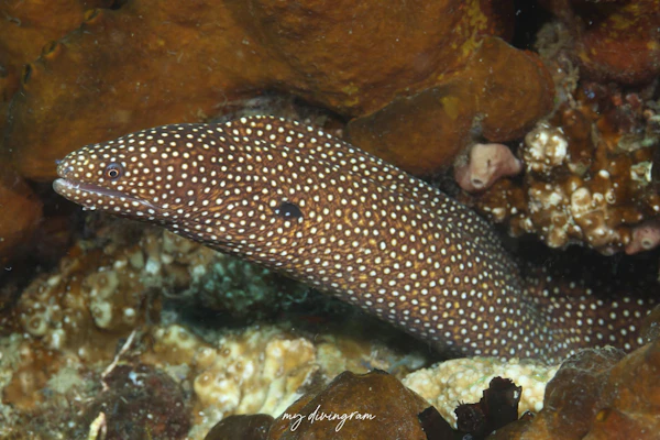 ハナビラウツボ