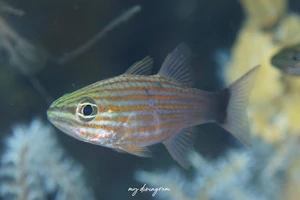 カスミヤライイシモチ