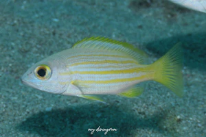 キュウセンフエダイ