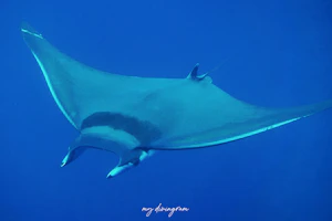 ヒメイトマキエイ