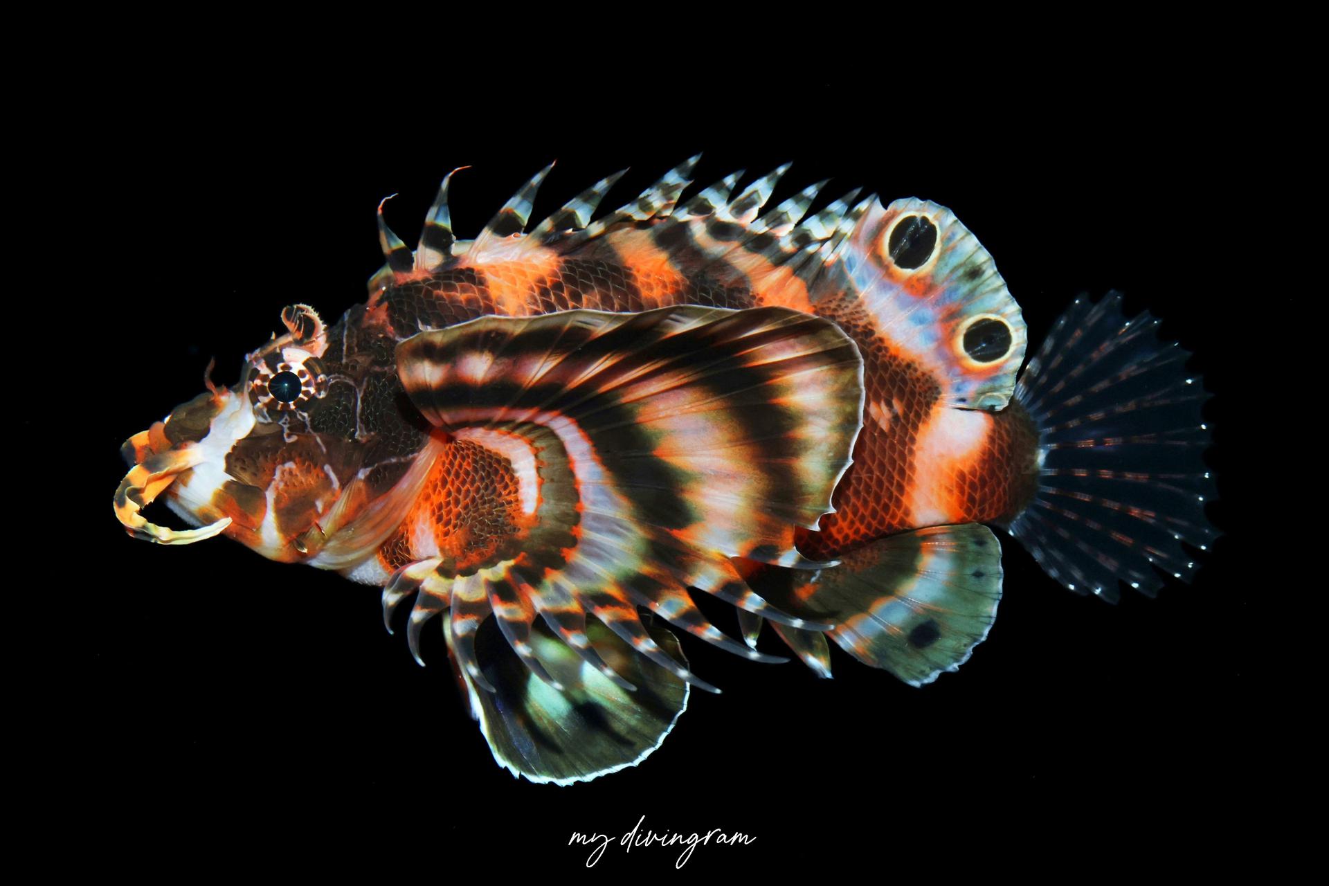 ヒレボシミノカサゴ