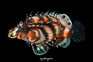 ヒレボシミノカサゴ