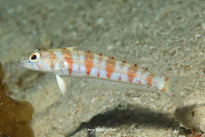 セホシトラギス