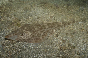 コモンサカタザメ