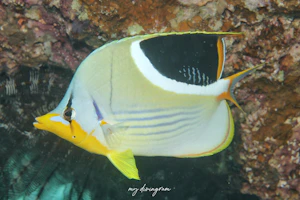 セグロチョウチョウウオ