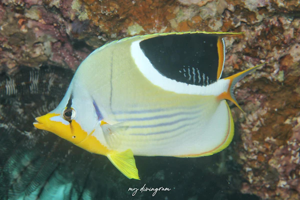 セグロチョウチョウウオ