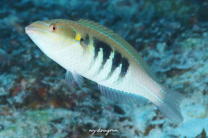 スミツキカミナリベラ