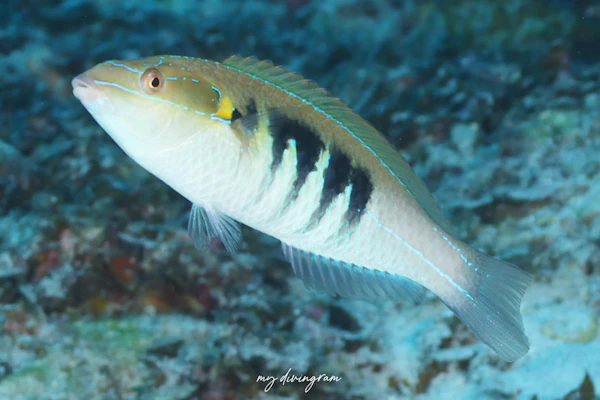 スミツキカミナリベラ