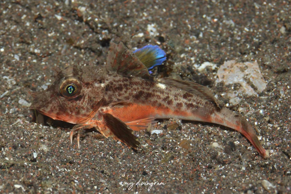 イゴダカホデリ