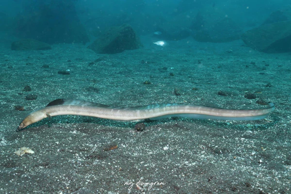 ホタテウミヘビ