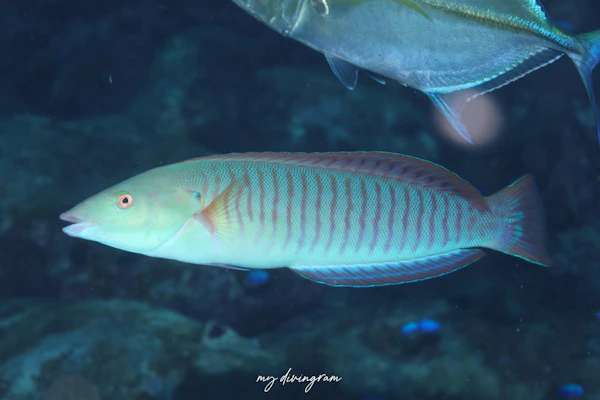 シロタスキベラ