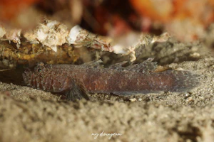 シュンカンハゼ