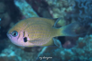 カレハスズメダイ