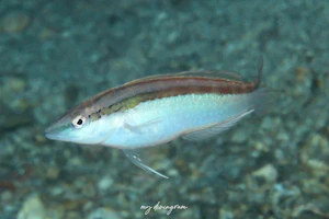 セグロイトベラ