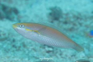 フルリボンラス