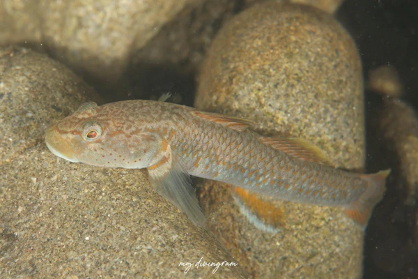 カワヨシノボリ