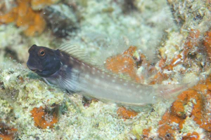 イシガキカエルウオ