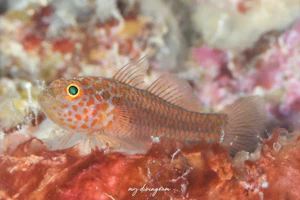 フィッシュネットピグミーゴビー