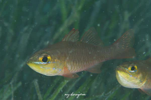 イエローアイドカーディナルフィッシュ