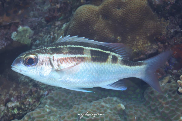 ヨコシマタマガシラ