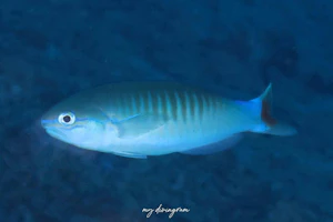 トリトンタイルフィッシュ