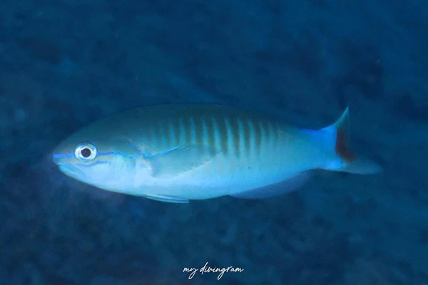 トリトンタイルフィッシュ