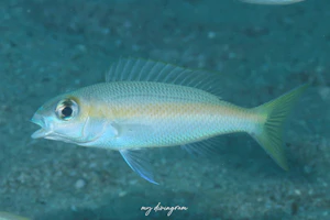 ヒメタマガシラ