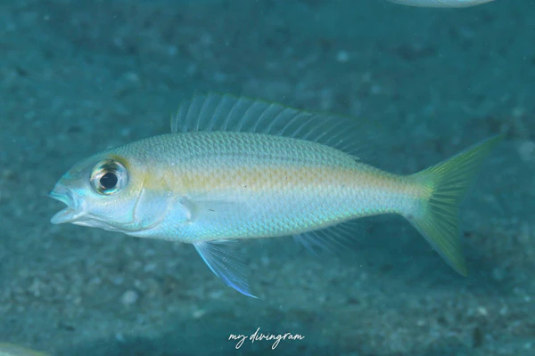 ヒメタマガシラ