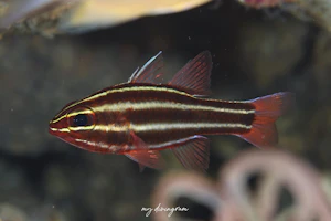 ミナミフトスジイシモチ